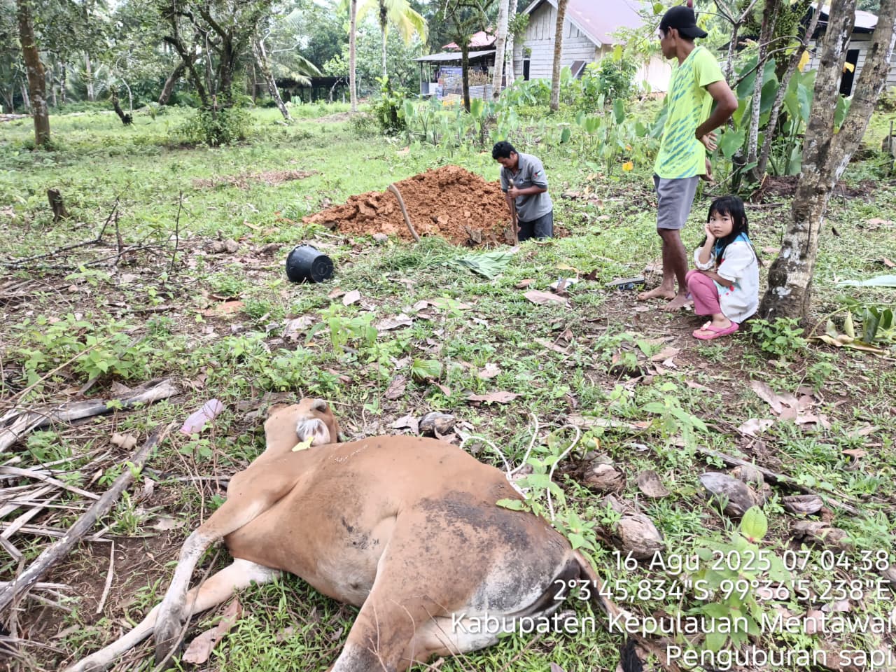 sapi-pokir-bantuan-dewan-di-mentawai-banyak-mati,-peternak-merugi-besar