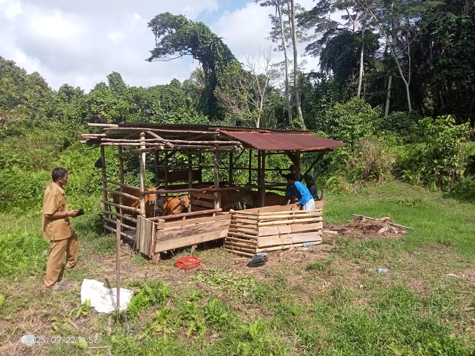 kematian-puluhan-sapi-di-mentawai-diduga-akibat-virus-jembrana,-vaksinasi-dimulai