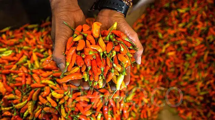 Gambar Berita Bali Alami Penurunan Penumpang Domestik, Jumlah Penerbangan Justru Meningkat