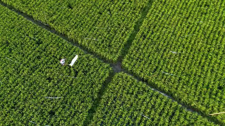 Gambar Berita Sapi Pesisir Berkembang Pesat, Adaptif, Mendukung Ketahanan Pangan Nasional