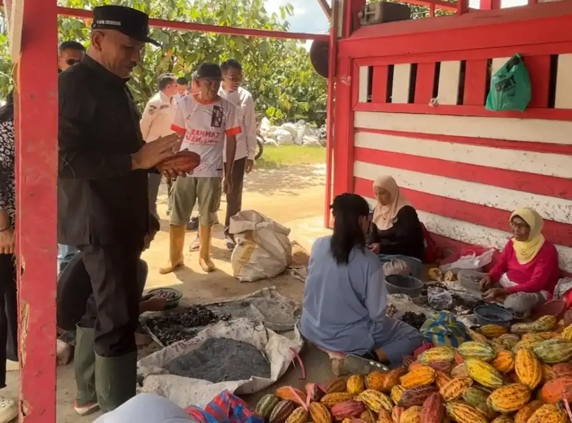 bupati-safni-sikumbang-ingin-kembalikan-kejayaan-kakao-limapuluh-kota