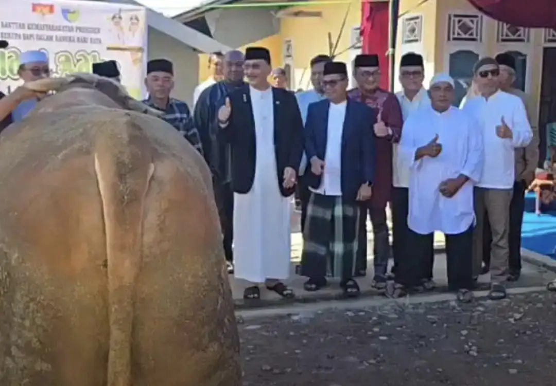 bupati-hendrajoni-serahkan-sapi-kurban-presiden-prabowo-subianto-seberat-968-kilogram