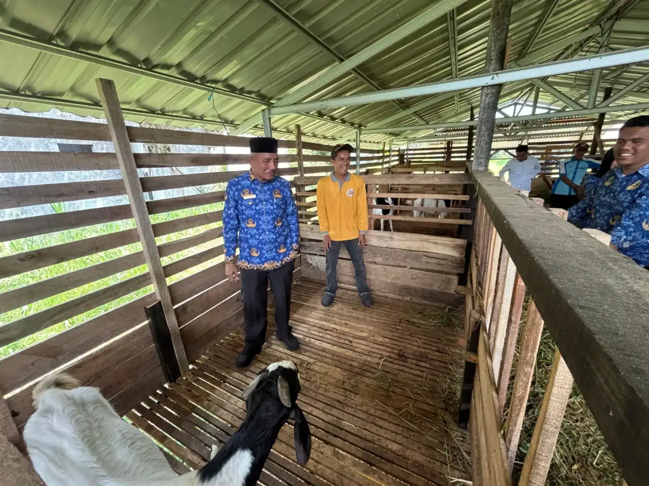 bupati-safni-tantang-disnakeswan-jadikan-limapuluh-kota-pusat-pengembangan-sapi-dan-kambing