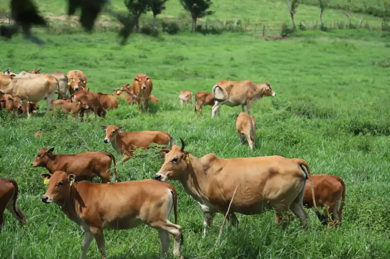 bptu-hpt-padang-mengatas-tingkatkan-promosi-keunggulan-sapi-pesisir
