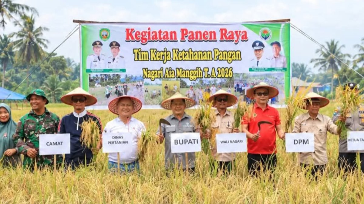 Bupati Pasaman Welly Suhery memimpin panen raya untuk memperkuat ketahanan pangan di Nagari Aia Manggih.
